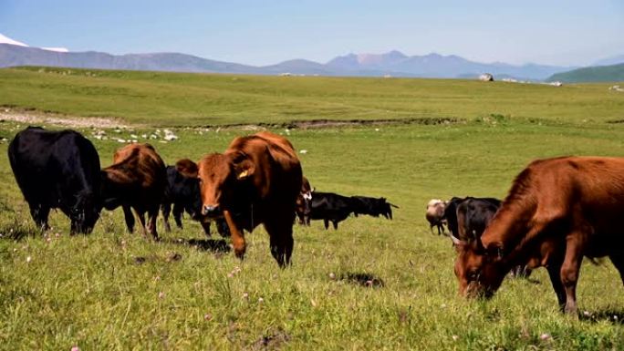 在夏日晴天，黑色和棕色的母牛在高山绿色的悬崖上吃草，天空湛蓝。在自然景观上耕种和放牧牛的概念。黑色和