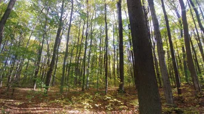 秋天美丽的森林在陀螺仪安装的相机上拍摄，横向移动