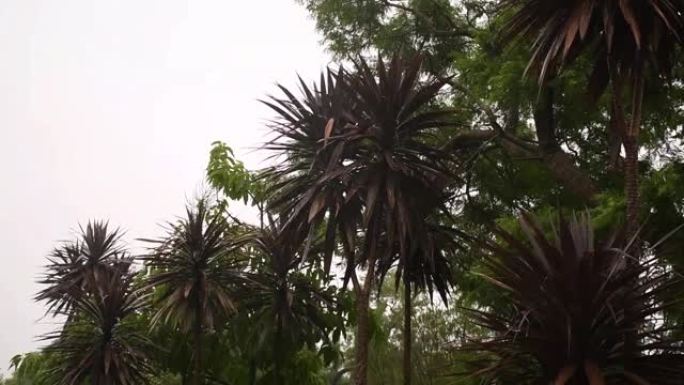大雨强风撼动棕榈树