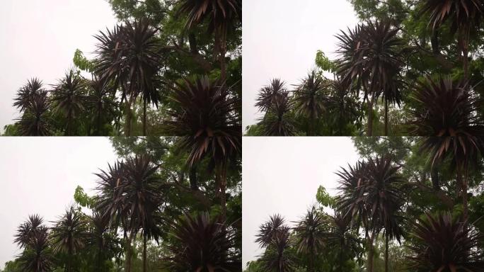 大雨强风撼动棕榈树