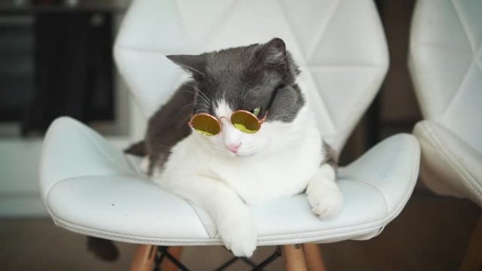 有趣的猫戴上太阳镜。坐在时髦的椅子上。背景明亮的房间