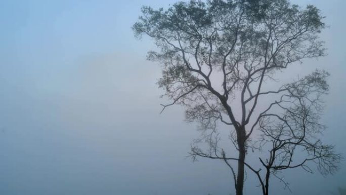 史诗空中飞行薄雾福雷斯特日落七彩秋树金色一小时日落彩色史诗荣耀灵感徒步旅行和旅游概念