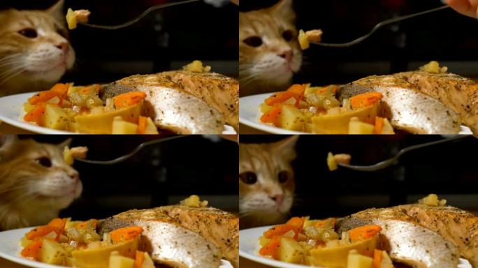 猫闻到银叉上的食物，前景是红色的鱼