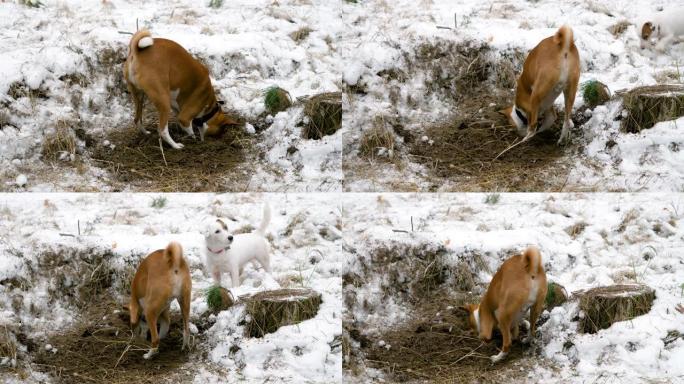 顽皮的巴森吉狗在松冬森林里挖地。4K