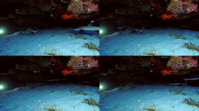 两只年轻的白鳍礁鲨-三叶齿鲨在珊瑚檐口下游泳，印度洋，马尔代夫，亚洲