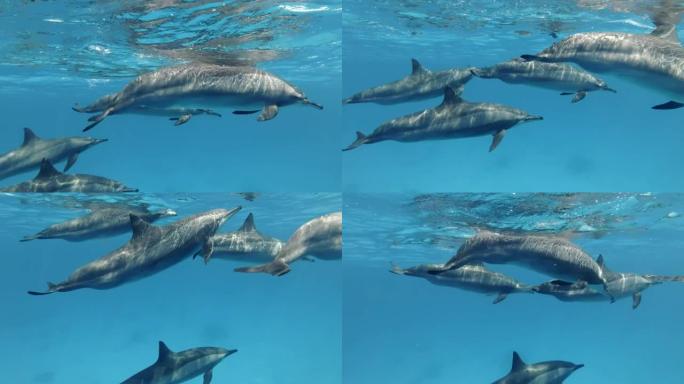特写镜头，一小群怀孕的雌性海豚在蓝色水面下游泳。旋转海豚 (Stenella longirostri