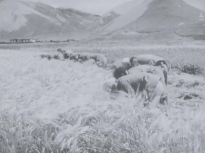 60年代 西藏帕里 大麦丰收