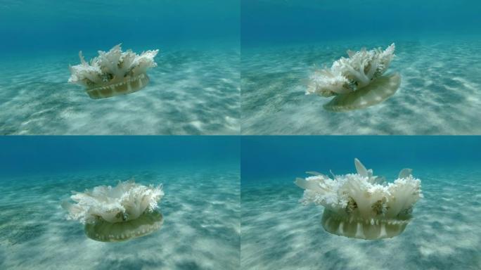 慢动作，水母在水面下的蓝色水中慢慢游动。倒置水母 (仙后座仙女座) 水下拍摄，特写。红海、阿布·达巴