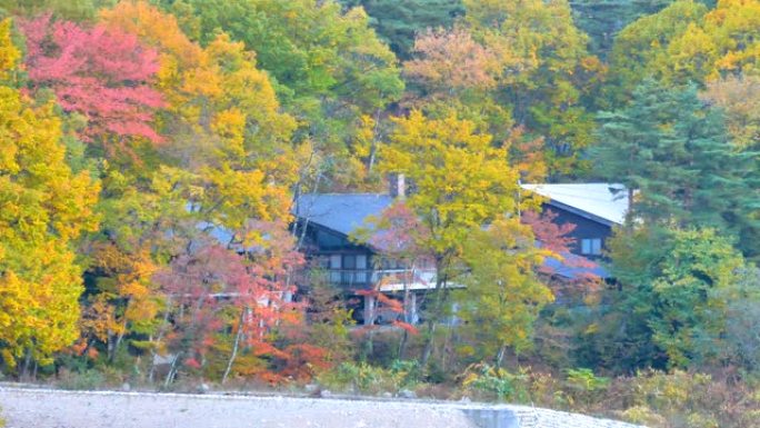 日本黑部五颜六色盛开的树木的景观