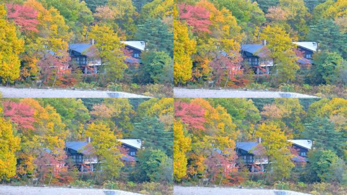日本黑部五颜六色盛开的树木的景观