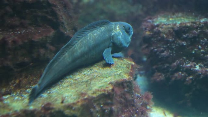 狼鱼的特写海鱼海下深海