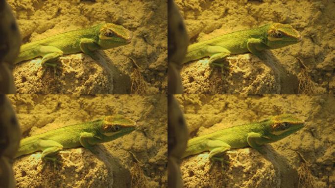 岩石上的绿色蜥蜴特写展示小动物蜥蜴