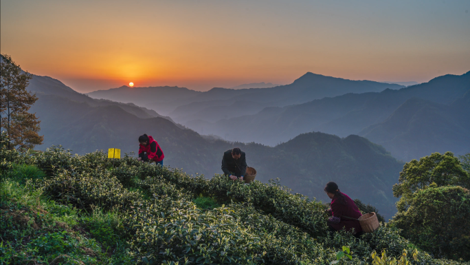 唯美壮观高山黄金茶园采茶群山日出延时摄影