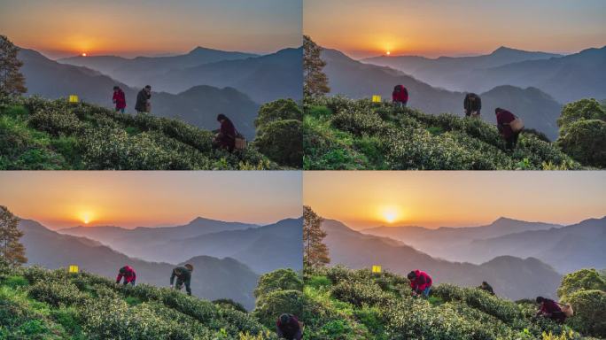 唯美壮观高山黄金茶园采茶群山日出延时摄影