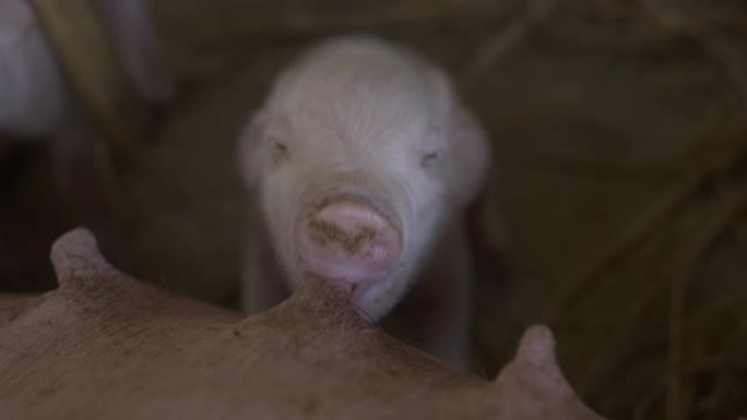 小猪在农场喝母乳猪吃奶哺乳畜牧业