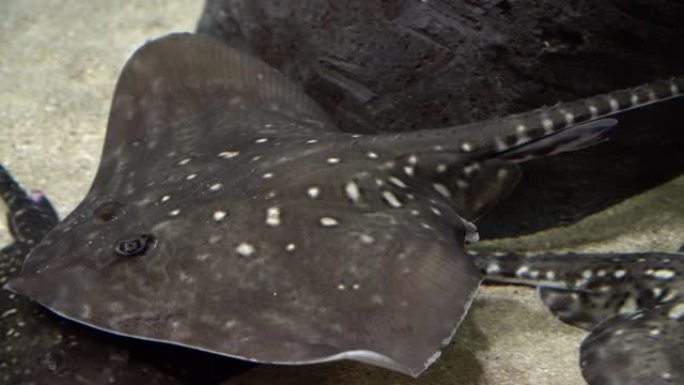 黄貂鱼-Myliobatoidei。水下拍摄有斑点的灰色毒鱼游泳和寻找食物。危险水生动物