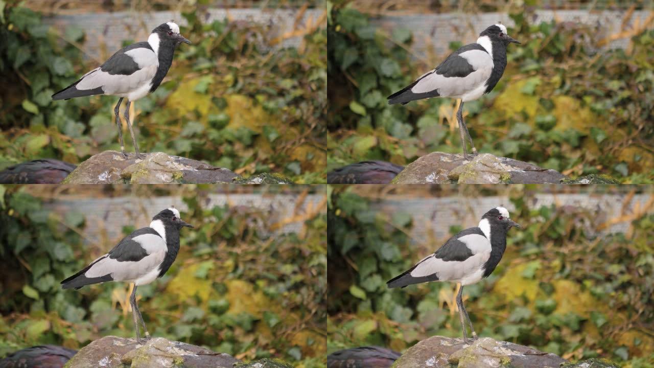 一只棉絮鸟的特写镜头。