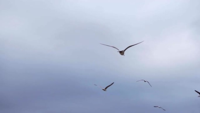 海鸥顶着灰色的天空飞过