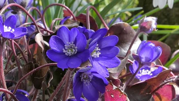 肝苔紫罗兰色森林花