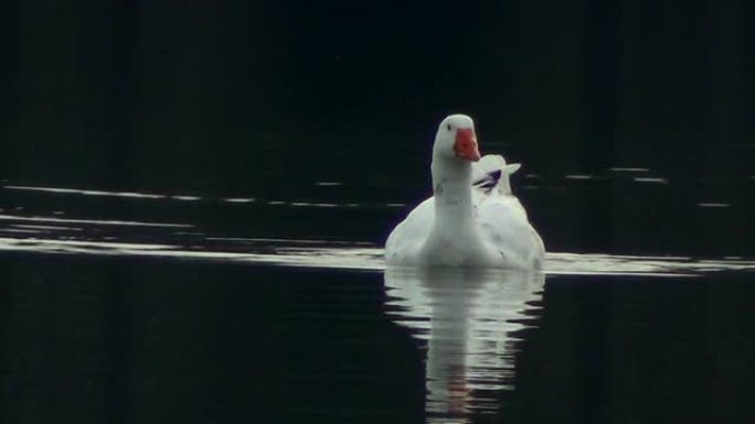 白鹅漂浮在平静的水湖中。