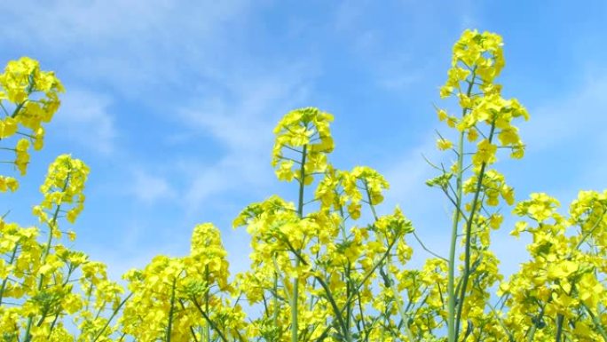 油菜花摇曳菜花黄色