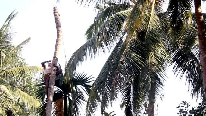 印度男子在棕榈树树干上刻痕，在天空下撞倒