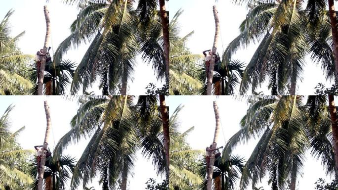 印度男子在棕榈树树干上刻痕，在天空下撞倒