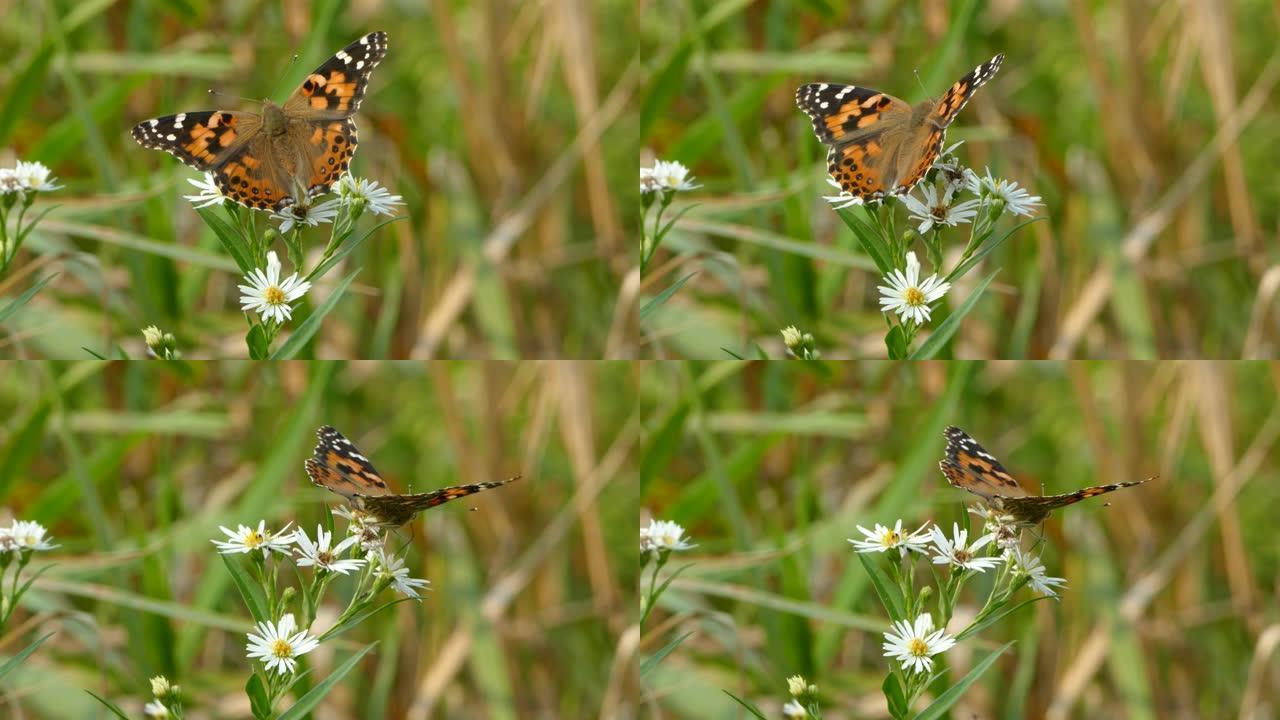 蝴蝶栖息在花朵上时，在宏观上看到蝴蝶的毛背