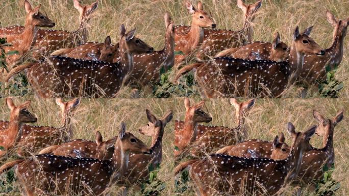 由于周围的掠食者，发现的鹿很警惕