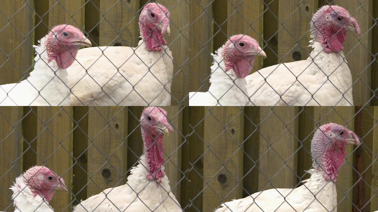 家禽农场有白色羽毛和红色小附属物的火鸡。