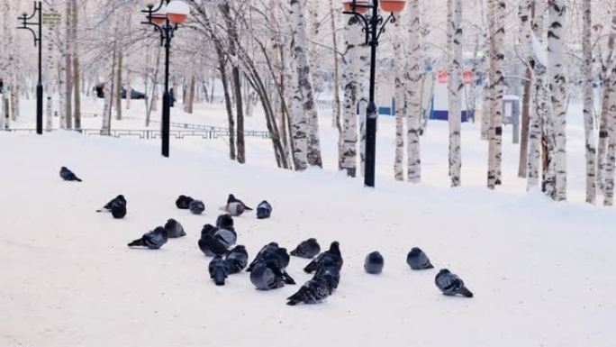 灰鸽子站在白雪的树枝上。一群鸟特写。冬季的动物。霜冻的冬天里的霜冻树