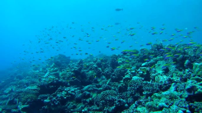 巨大的anthias学校在蓝色的海水中游过珊瑚礁，黄背Anthias-pseuanthias eva