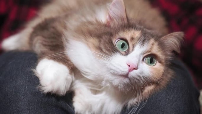 宠物特写猫与绿色的眼睛看起来可爱和蓬松。宠物的肖像