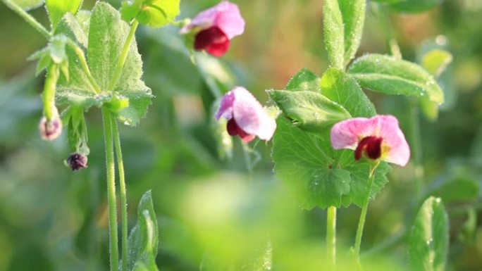 菜园生长中的绿豌豆花