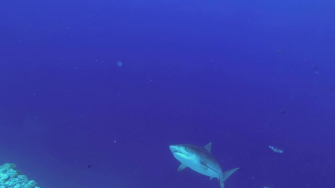 虎鲨从大海深处慢慢升起，在蓝色的水中游泳。虎鲨，Galeocerdo cuvier，印度洋，富瓦赫穆