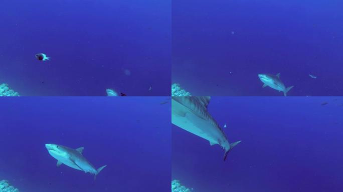 虎鲨从大海深处慢慢升起，在蓝色的水中游泳。虎鲨，Galeocerdo cuvier，印度洋，富瓦赫穆