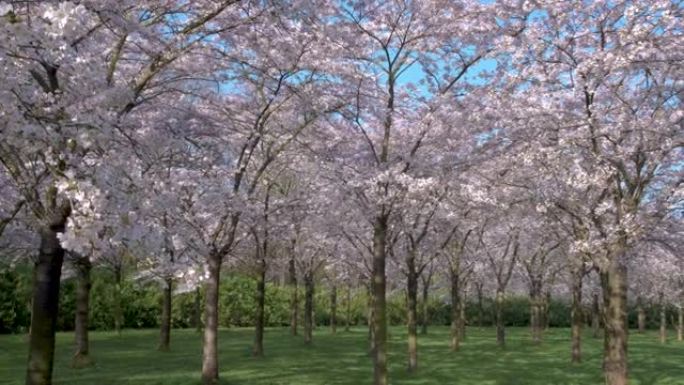 樱花公园翻译花卉公园阿姆斯特丹森林里有400樱花树，春天你可以欣赏美丽的樱花或樱花