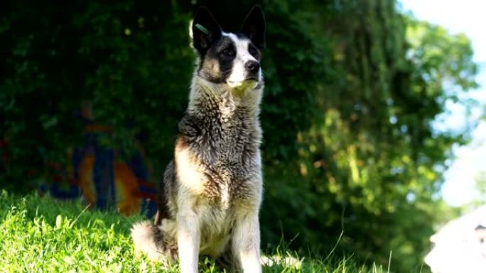 开朗活跃的混血狗肖像，耳朵里有标签的快乐无家可归的狗坐在草地上