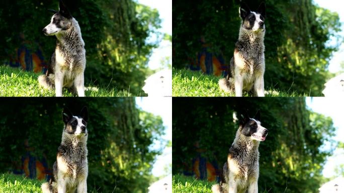 开朗活跃的混血狗肖像，耳朵里有标签的快乐无家可归的狗坐在草地上