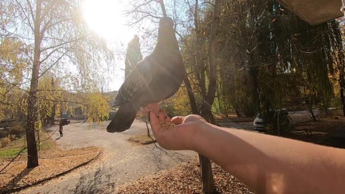 女孩在阳光明媚的秋天喂一只坐在她手上的鸽子