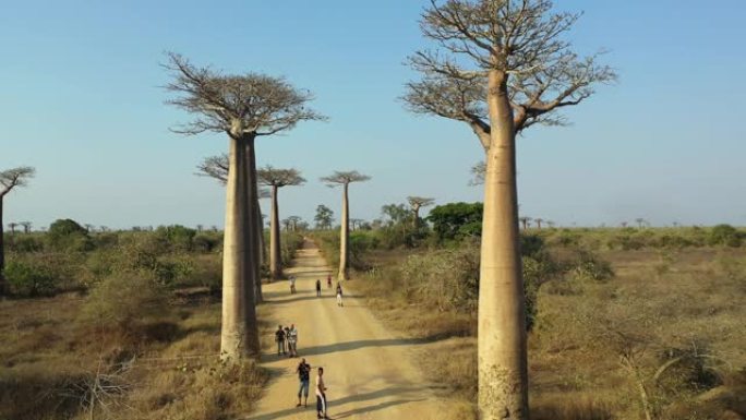 马达加斯加的猴面包树天线，4k的猴面包树巷莫伦达瓦
