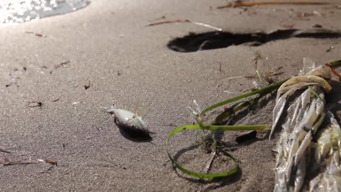 沙滩上的小死鱼就在塑料袋旁边