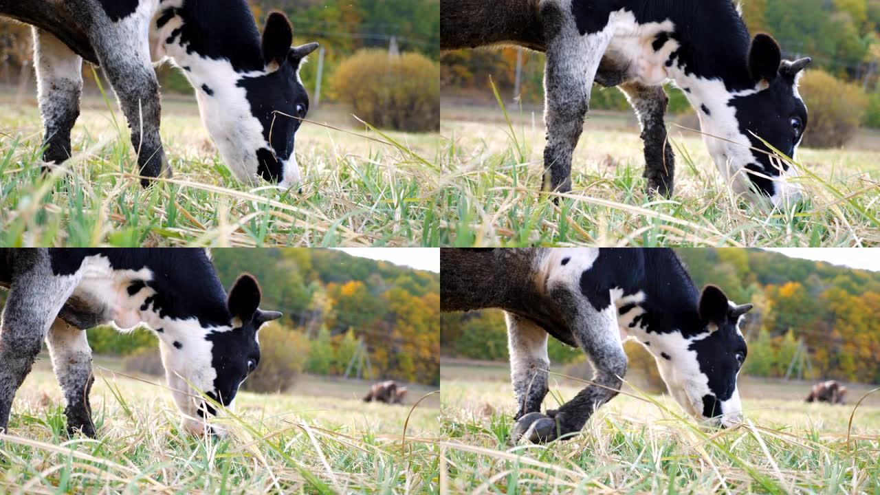 特写牛头在草坪上吃着新鲜的绿草。夏日在草地上放牧友好的动物。牧场上的牛。风景优美的自然背景。农业概念
