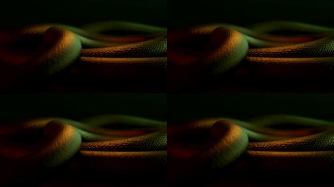 巨龙蛇身体移动的3D动画