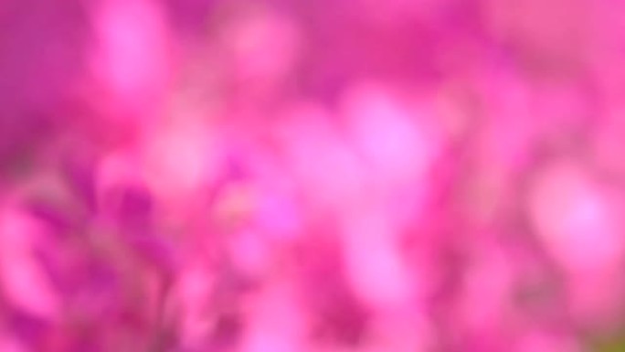 粉色兰花背景。粉花红花虚焦
