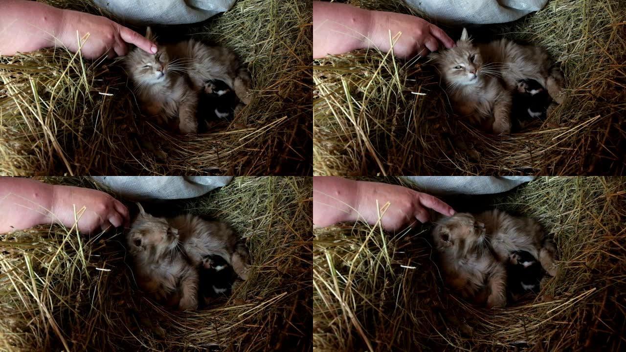 一个女人正在用手指抚摸一只毛茸茸的猫。新生的小猫躺在母亲附近。慢动作。