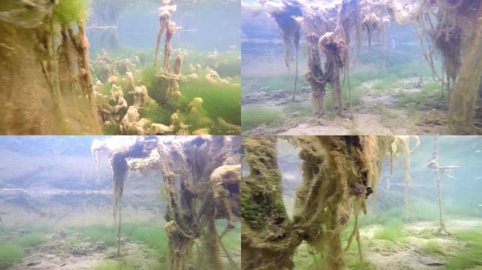 藻类,超现实的海底