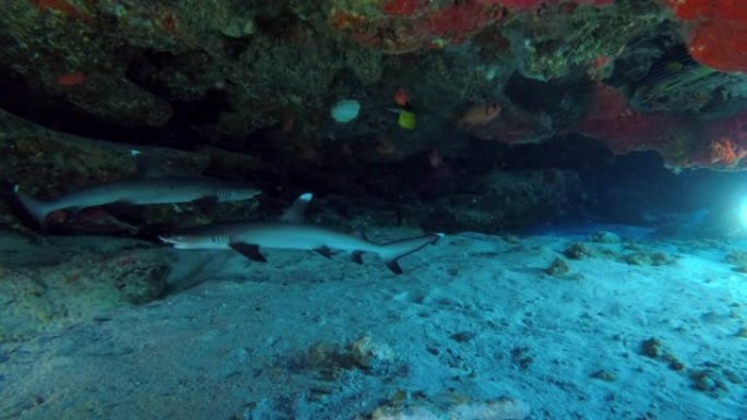 两只年轻的白鳍礁鲨在珊瑚檐口下游泳