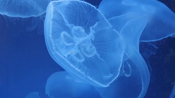 月亮水母的特写微距实拍展示海鱼生物游鱼