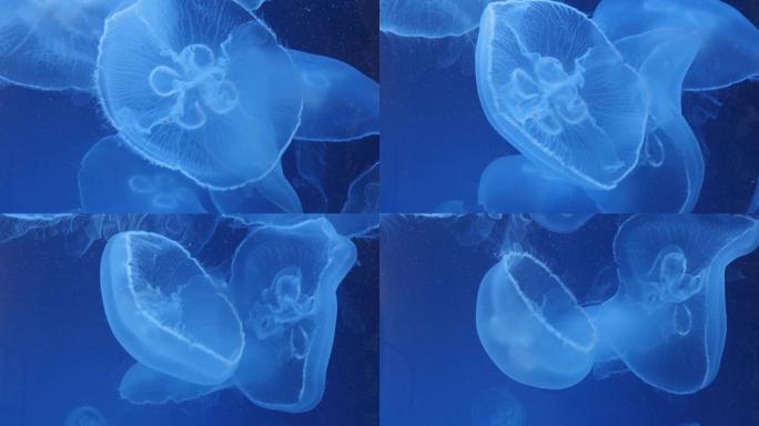 月亮水母的特写微距实拍展示海鱼生物游鱼
